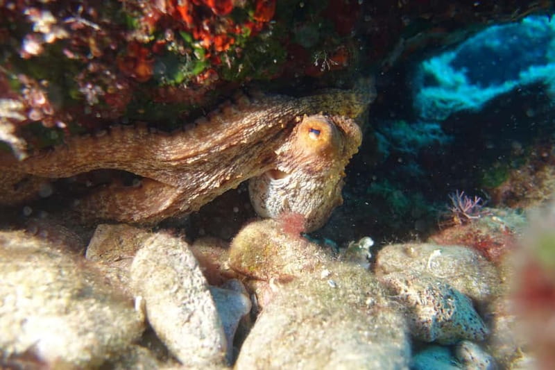 Heraklion: Try Scuba Diving - What confined water means for a first timer