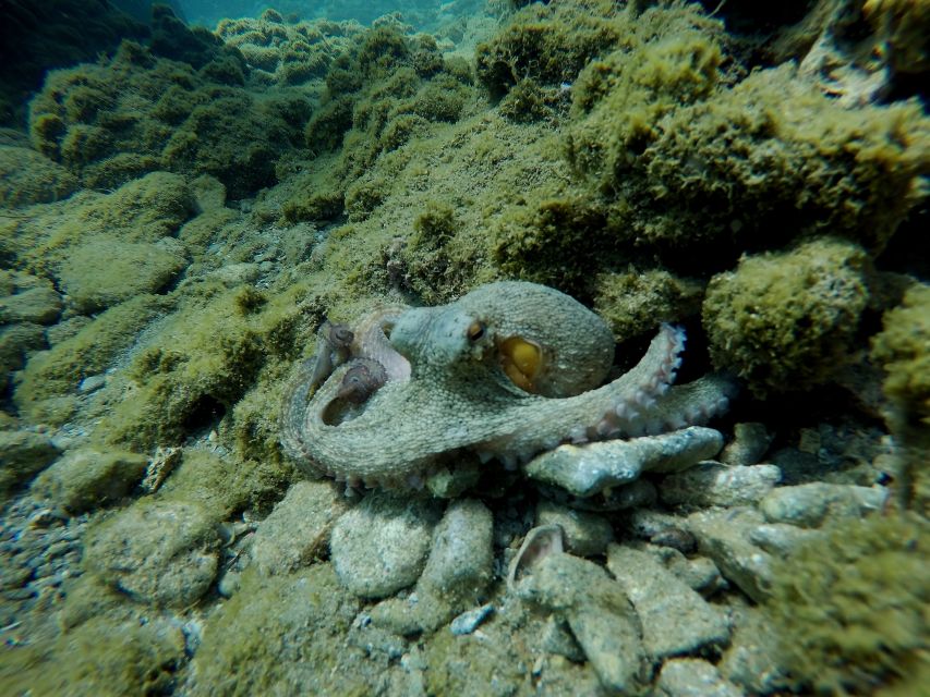 Heraklion: Try Scuba Diving For Beginners (1 dive) - Your first underwater look at Cretan sea life