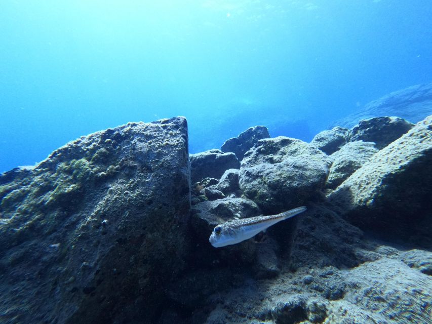Heraklion: Try Scuba Diving For Beginners (1 dive) - What you pay, and why it’s not just a cheap taster