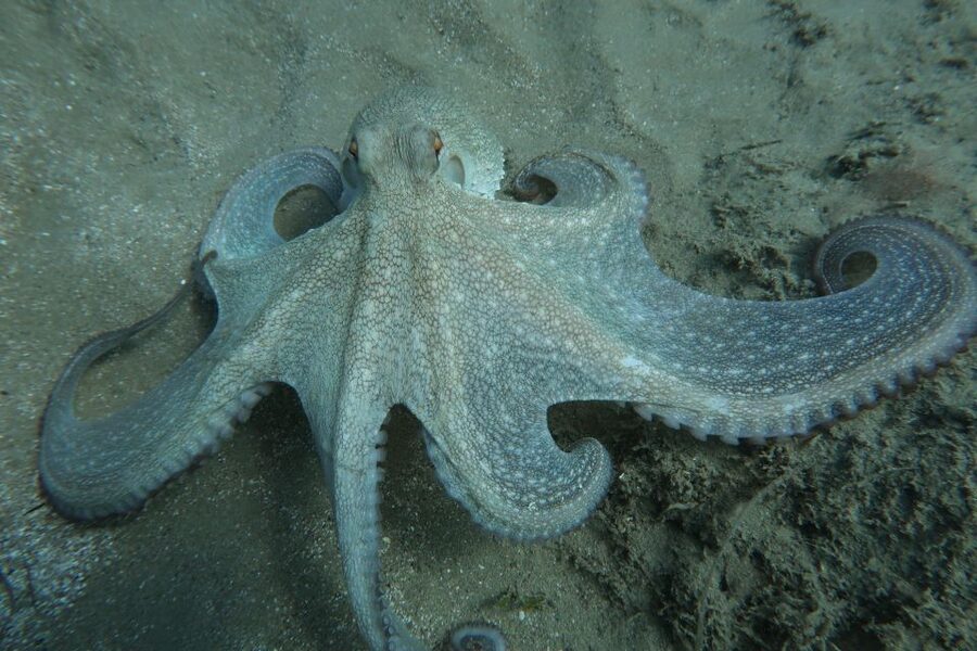 Hersonissos, Stalida: Scuba Diving Experience for beginners - How to find the center inside Nana Golden Beach Resort