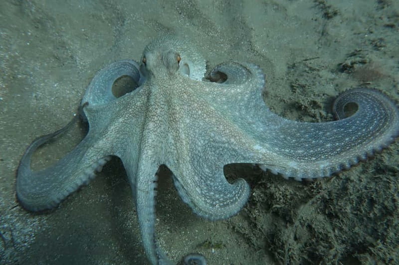 Hersonissos, Stalida: Scuba Diving Experience for beginners - What you actually get for $104, and why it is fair value