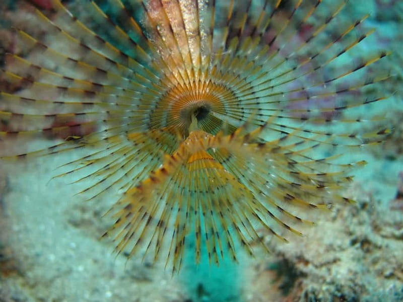 Hersonissos, Stalida: Scuba Diving Experience for beginners - Who this suits best in real life