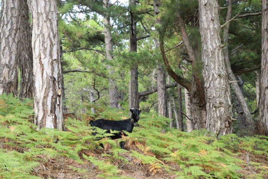 Jeep Safari in Thassos Mountain with picnic fruits & wine - Black pine forests and mountain roads that actually feel adventurous