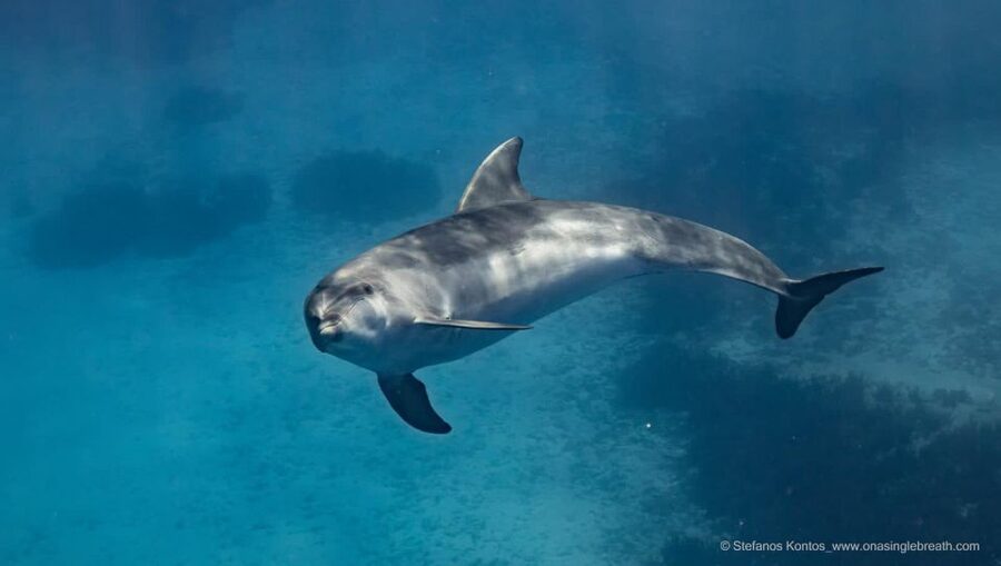 Kamiros Skala : Marine Life Experience & Alimia Island - The BBQ lunch: locally farmed fish, no skimping