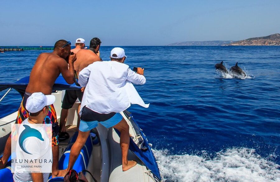Kamiros Skala : Marine Life Experience & Alimia Island - Dolphin return cruise: one more look at wild behavior