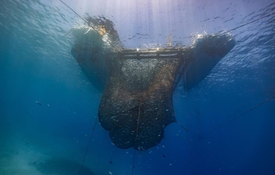 Kamiros Skala: Marine Life Experience by Boat - Price and Value: Is $106 a Good Deal?