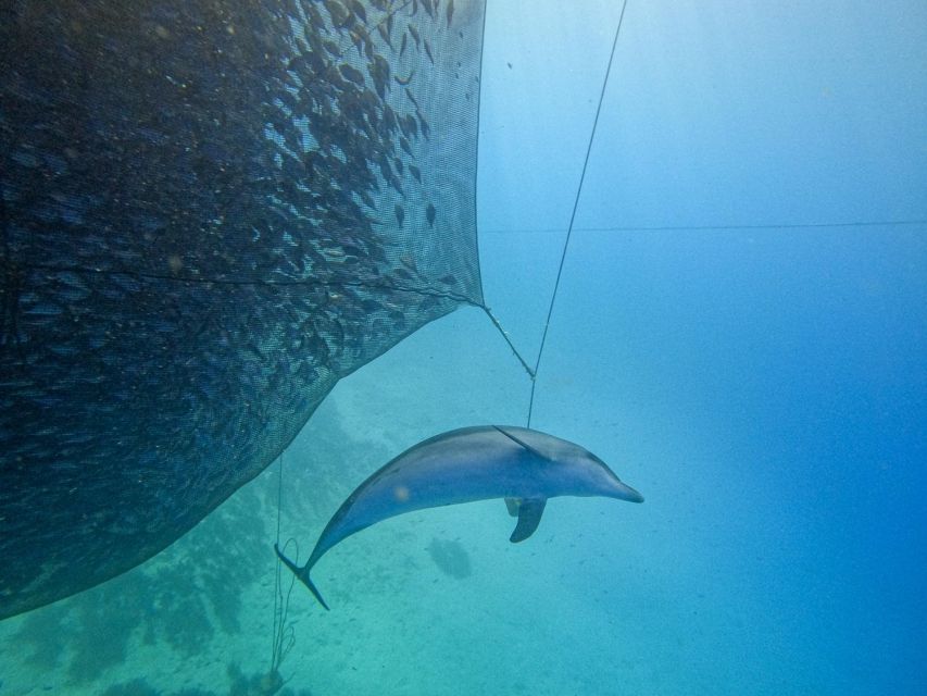 Kamiros Skala: Marine Life Experience by Boat - The Stroggyli Islet Snorkel Stop in Protected Water