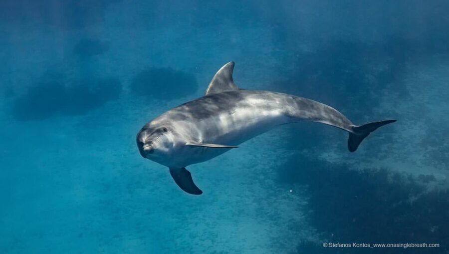 Kamiros Skala: Marine Life Experience by Boat - Safety, Comfort, and What to Bring on a Boat Day