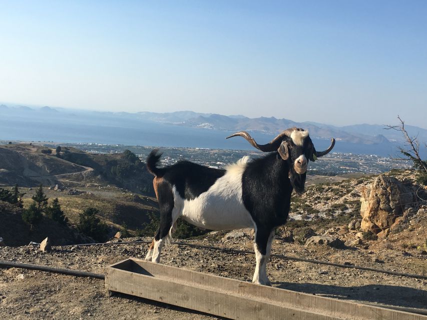 Kos: Full-Day Jeep Safari with Lunch - The Jeep Safari Experience: Real 4x4, Real Uneven Roads