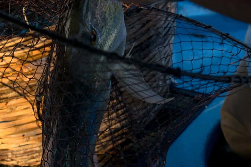 Kos, Greece: Fishing Trip Experience with Captain Tasos - Rules that matter before you go, passport, bags, and what you cannot do