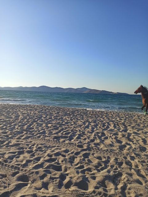 Kos: Horse Riding Experience on the Beach with Instructor - Kos Beach Horse Riding in Plain English