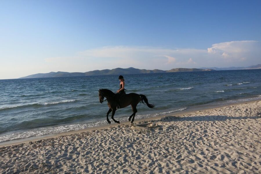 Kos: Horse Riding Experience on the Beach with Instructor - Horses, Safety, and How They Match Your Skill Level