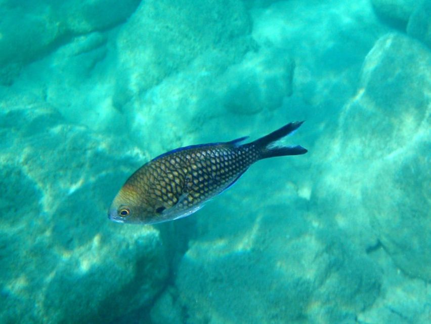 Kos: Kefalos Bay Boat Cruise with Fishing, Swimming, & Meal - Stone Painting with Kids, a small activity that helps a lot