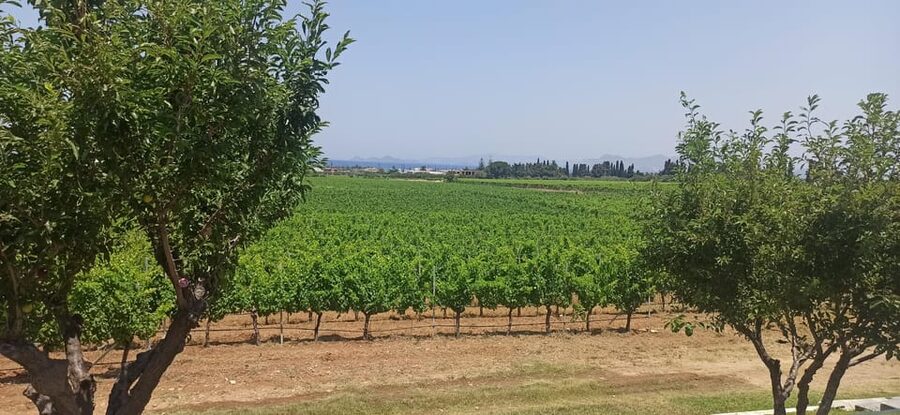 Kos: Wineries Tour w/ Wine Tastings & Transportation - Ktima Akrani: the guided sit-down tasting with matching bites
