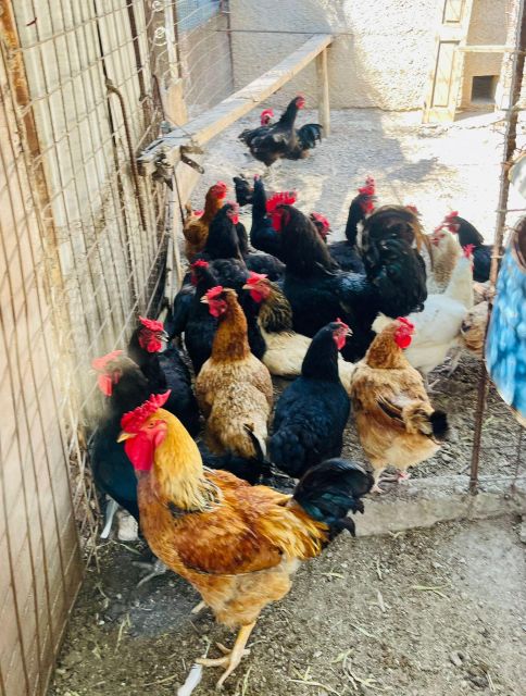 Melanes: Naxos Perivoli Farm & Cooking Class with Wood Fire - Potato fields and fruit picking: Naxian climate in plain language