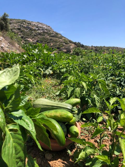 Melanes: Naxos Perivoli Farm & Cooking Class with Wood Fire - Vineyards and the vegetable garden: the produce part gets real