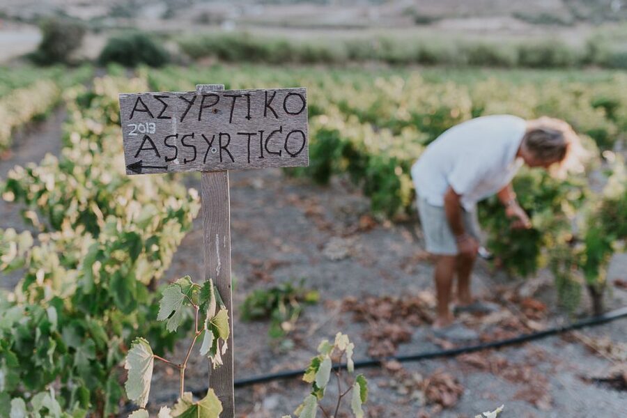 Milos Island: Kostantakis Winery Wine Tasting Experience - Who should book Kostantakis Winery and who might skip it