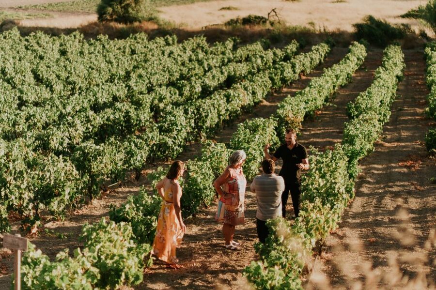 Milos Island: Kostantakis Winery Wine Tasting Experience - Vineyard walk on Milos: why island climate changes the grapes