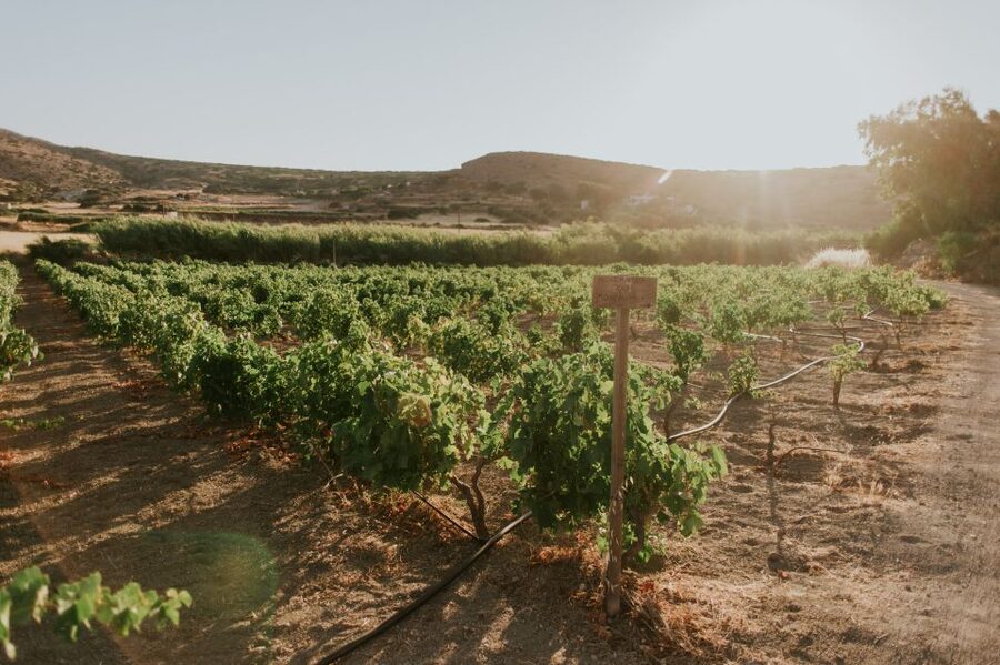Milos Island: Kostantakis Winery Wine Tasting Experience - Wine tasting with cheese and Milos-style bites