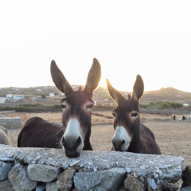 Mykonos: Full-Day Sightseeing Tour with Lunch - How the $141 price stacks up for a 7-hour guided day