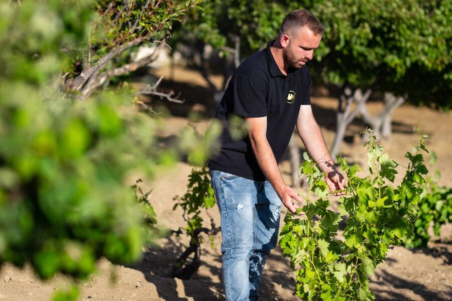Mykonos: Winery Vineyard Experience with Food & Wine Tasting - Key highlights worth your time