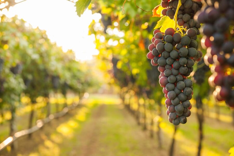 Nafplion: Nemea Vineyards Wine Tour - Wine tasting that feels guided, not rushed