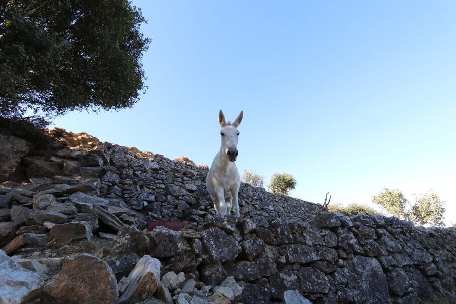 Naxos: Hike to the Top of Mount Zas with a Guide - Price and value: what $100 buys you on Mount Zas