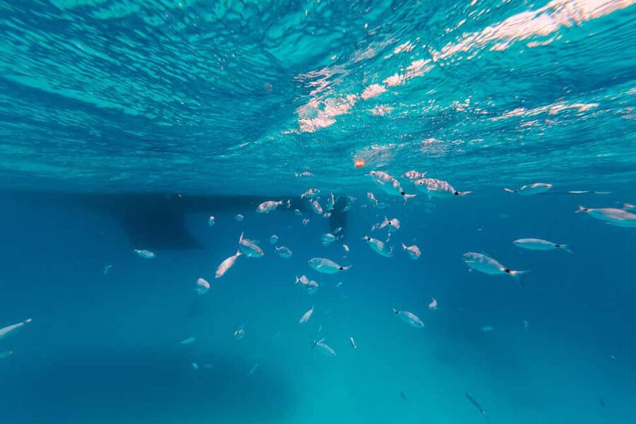 Naxos: Sailing Cruise with Lunch & Drinks - The Greek lunch, snacks, and drinks: the real reason to pick this day sail