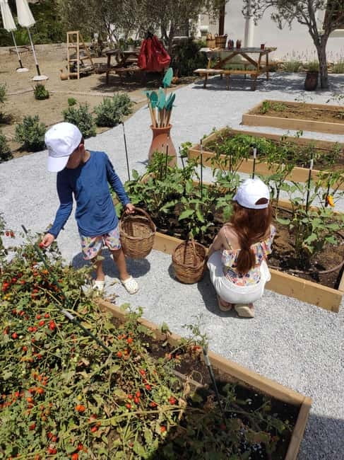 Naxos Town: Olive Oil Tasting & Baking in the Heart of Town - Light lunch, herbs, and the Naxian way of pairing flavors
