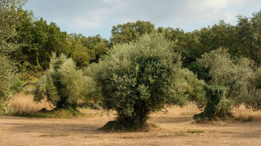 North Corfu: Olive Tour with Olive Oil Tasting and Mezze - Olive oil tasting, and how to start spotting quality