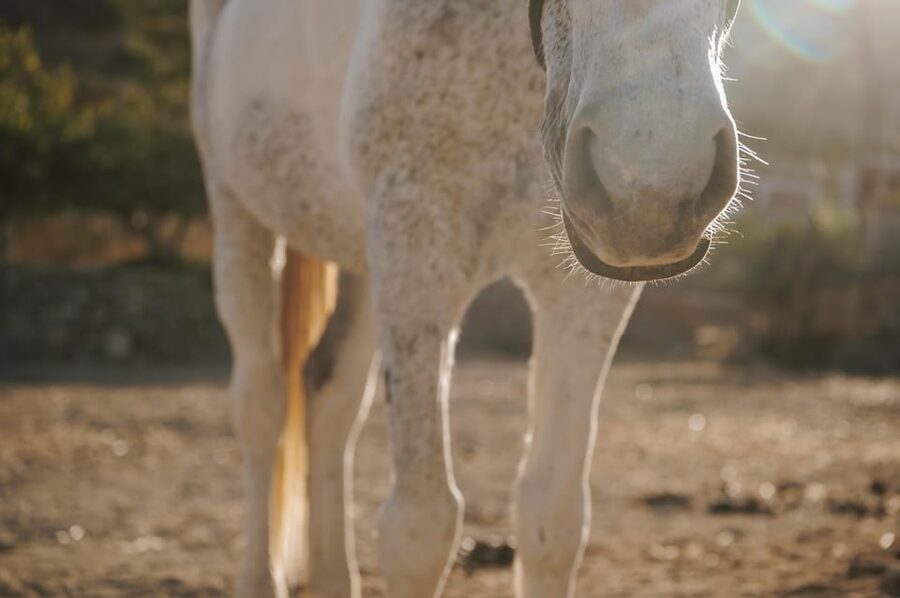 Paros: Horseback Riding Tour at Sunset - Price and Value at Around $102