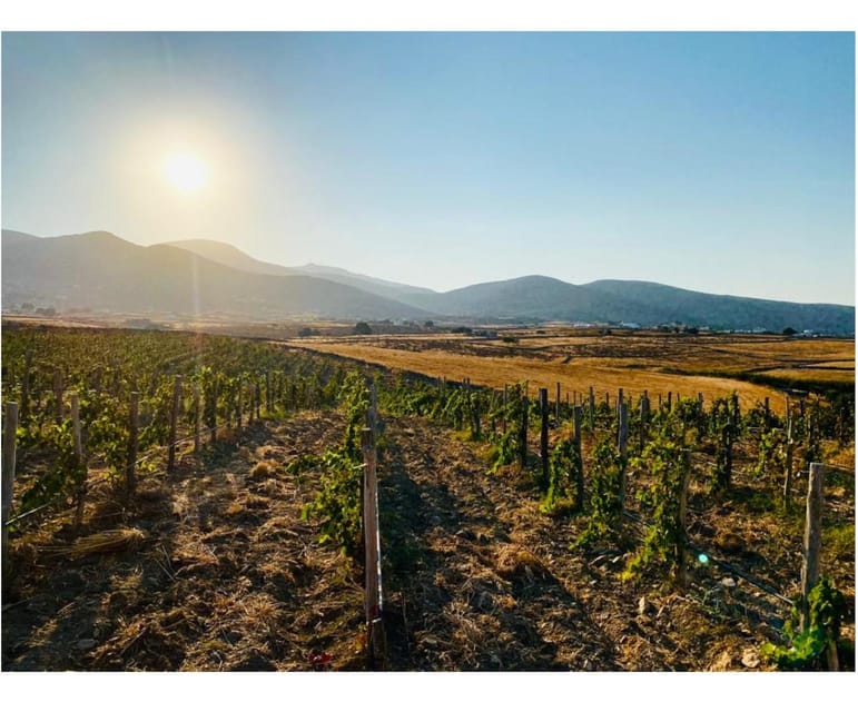 Paros: Wine tasting at Local Winery - Snack pairing, from the garden and sometimes the Cyclades