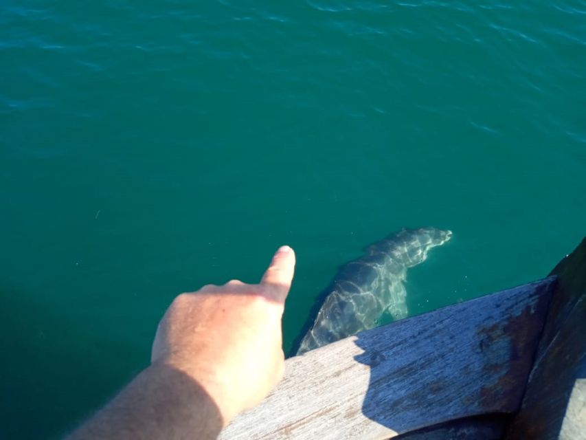 Preveza: Dolphin Watching Cruise with Lunch and Drinks - Dolphin watching out of Preveza: what the boat day feels like