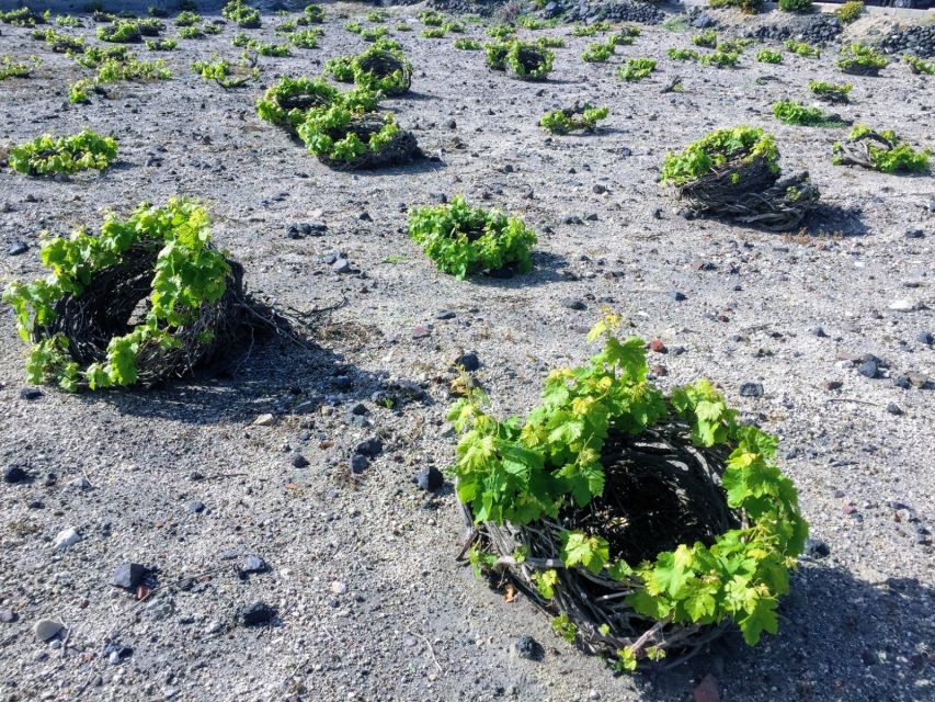 Private Group Visit to Akrotiri & 3 Wineries with Tastings - Price and Value: Is $294 Per Person Worth It?