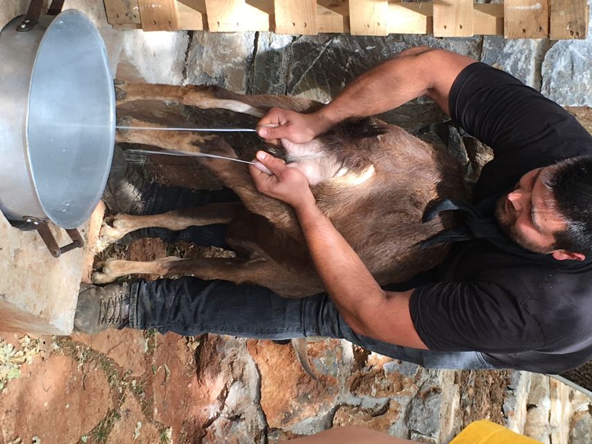 Rethymno 4x4 Safari: Tastes & Farm Experience - Pickup Window: Plan Your Morning Around the Start Times