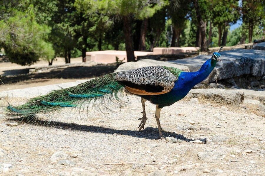 Rhodes: Filerimos Hill and Butterfly Valley Bus Trip - Key things you’ll notice on this Rhodes bus trip