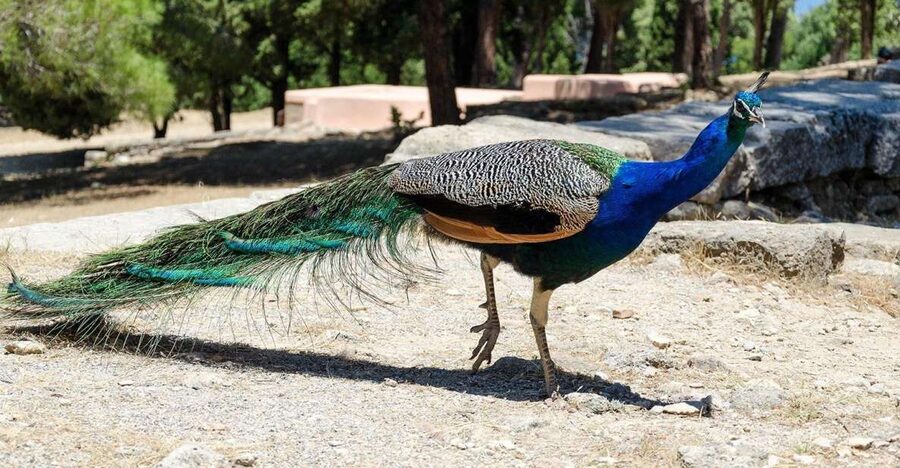 Rhodes: Filerimos Hill and Butterfly Valley Bus Trip - How the Pickup and Ride Sets the Tone