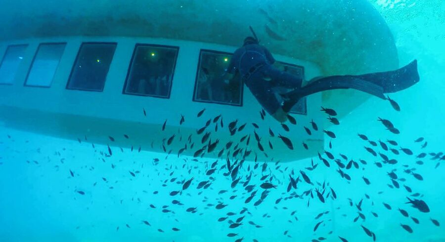 Rhodes Town: Submarine Cruise with Underwater Views - The diver feeding moment, and how to photograph fish without stress