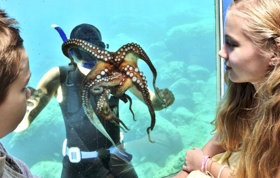 Rhodes Town: Yellow Submarine Cruise with Underwater Views - Underwater cabin time: 22 windows and an AC break