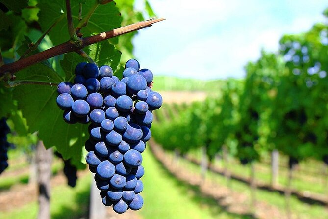 Rhodes Wine & Food Tour: 10 Meal Course Lunch, Wine Tasting, Cooking Class - Pickup, timing, and the meeting-point reality