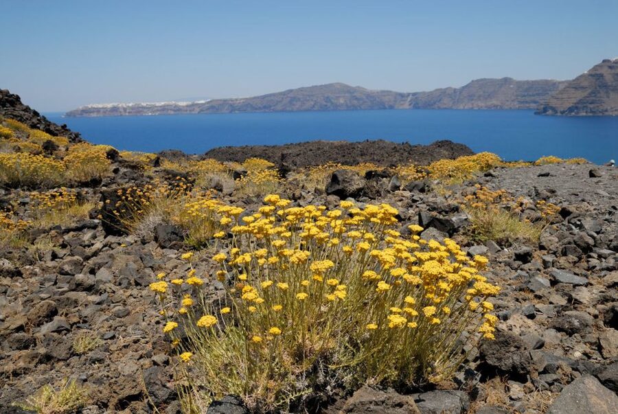Santorini: Thirassia Islands and Volcano Guided Cruise - Who this Santorini cruise suits best (and who should think twice)