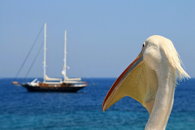 Sightseeing like a Mykonian(Small Group or Private) - Armenistis Lighthouse and Agios Stefanos, the optional extra