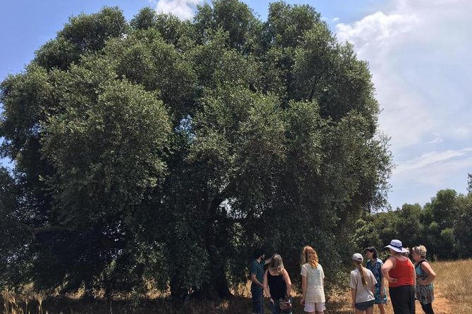 The Governor's Olive Mill Tour with Olive Oil Tasting - Governor’s Olive Mill tour: what $82.23 buys you in Corfu
