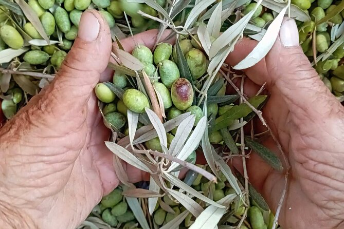 The Olive Oil Experience @ Lefkada Micro Farm - Key Highlights You Should Know
