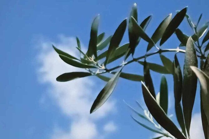The Olive Oil Experience @ Lefkada Micro Farm - Olive Oil ABC: Buying, Storing, and Cooking Without Losing the Point