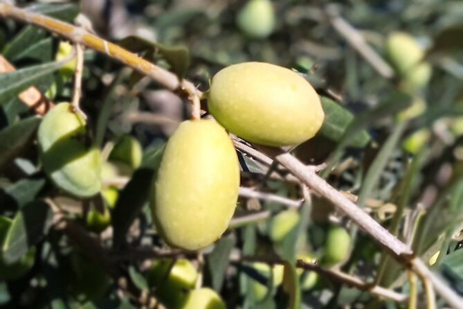 The Olive Oil Experience @ Lefkada Micro Farm - Awards and Terroir: What Silver Medals Mean in Real Terms