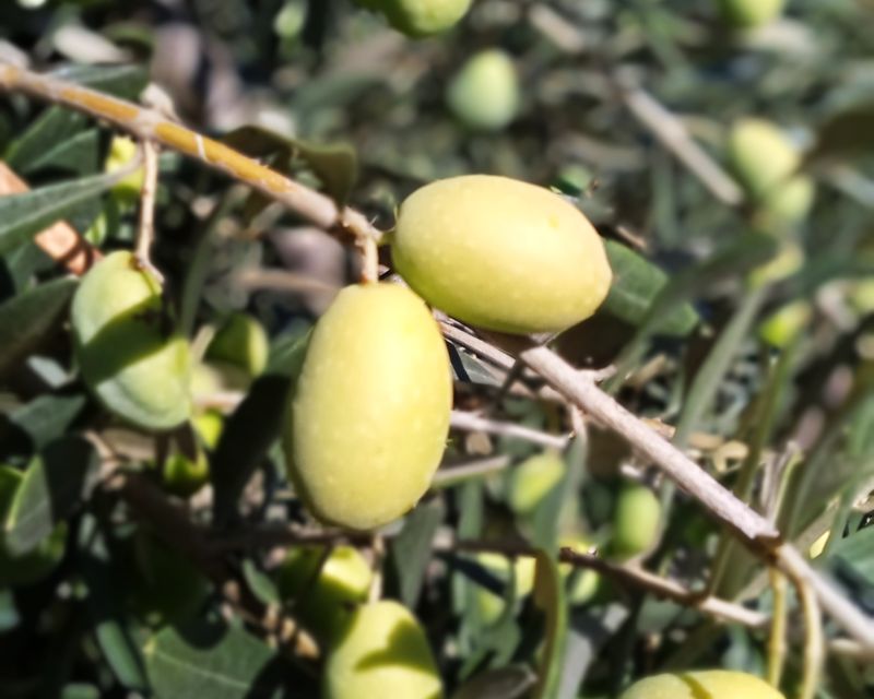The Olive Oil Experience @ Lefkada Micro Farm - Where This Tour Fits Best (And When It Might Not)