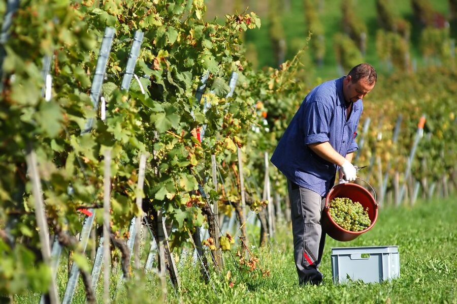Vineyard Sips: Family Winery Tour & Gourmet Tasting in Corfu - Start with an estate walk, not a lecture