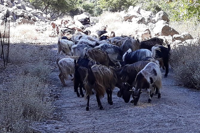 Wine & Olive Oil Tour with Lunch at Milia Mountain Retreat - Pickup, Timing, and Small Group Comfort That Matters