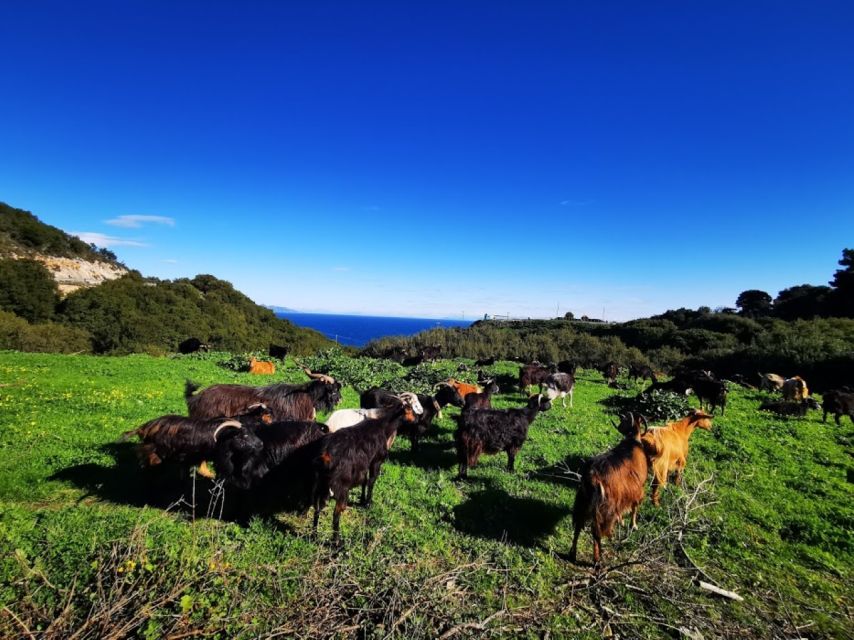 Zakynthos: early morning Shipwreck,Blue Caves and view point - Lunch near Anafonitria: family-run food, home-style choices